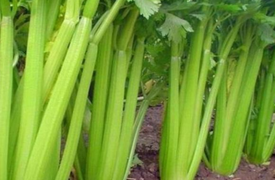 芹菜开裂产量低,咋防治? 芹菜开裂产量低,咋防治?