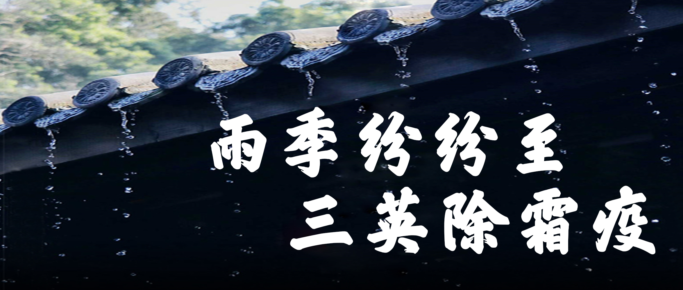 雨季纷纷至,三英除霜疫 雨季纷纷至,三英除霜疫